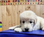 Small Photo #11 Golden Shepherd Puppy For Sale in MARLBOROUGH, NH, USA