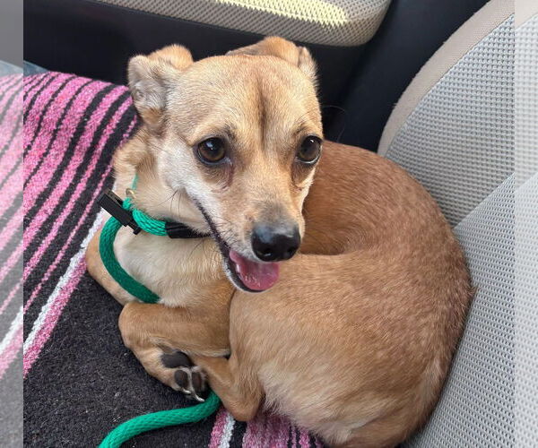Medium Photo #3 Chihuahua Puppy For Sale in Sandy, UT, USA