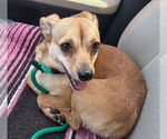 Small #2 Chihuahua