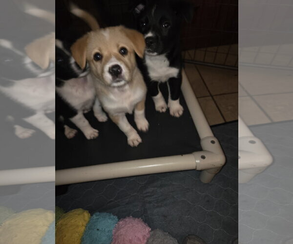 Medium Photo #5 Border Collie-Unknown Mix Puppy For Sale in Garden City, NY, USA