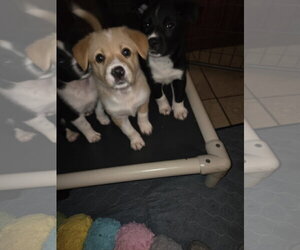 Stark - Female Border Collie-Unknown Mix Dog for Adoption - Photo #5