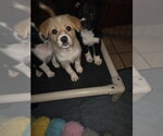 Small Photo #5 Border Collie-Unknown Mix Puppy For Sale in Garden City, NY, USA