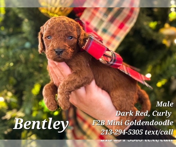Medium Photo #5 Goldendoodle Puppy For Sale in BREA, CA, USA