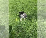 Small Photo #7 Alaskan Klee Kai Puppy For Sale in SAUGERTIES, NY, USA