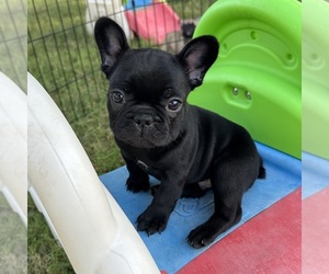 French Bulldog Puppy for sale in DAVIDSONVILLE, MD, USA