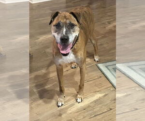 Brutus - Male German Shepherd Dog-Great Dane Mix Dog for Adoption - Photo #3