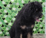 Small Photo #6 Bernedoodle Puppy For Sale in BLAKESBURG, IA, USA
