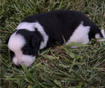Puppy Male 2 Texas Heeler