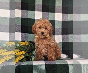 Poodle (Toy) Puppy for sale in KIRKWOOD, PA, USA