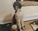 Small Photo #1 Poodle (Standard) Puppy For Sale in PAONIA, CO, USA