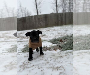 Mutt Dogs for adoption in Holly Springs, NC, USA