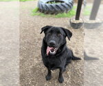 Small #1 Labrador Retriever Mix