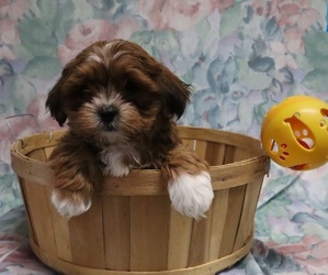 ShihPoo Puppy for sale in RANDOLPH, MA, USA