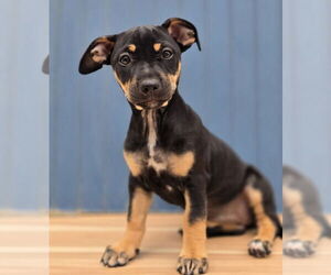 Border Terrier-Unknown Mix Dogs for adoption in Lakewood, CO, USA