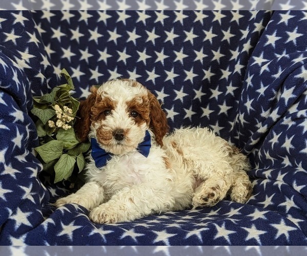 Medium Photo #5 Poodle (Miniature) Puppy For Sale in NEW HOLLAND, PA, USA