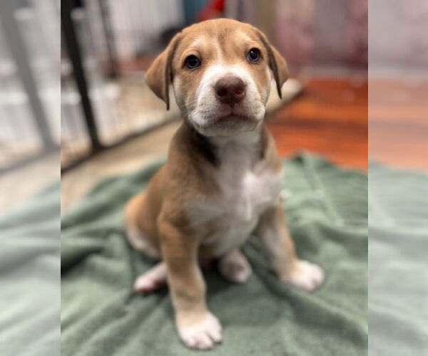 Medium Photo #1 Mutt Puppy For Sale in Canton, CT, USA