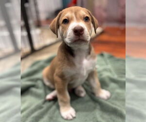 Mutt Dogs for adoption in Canton, CT, USA