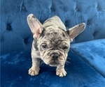 Small Photo #34 French Bulldog Puppy For Sale in NASHVILLE, TN, USA