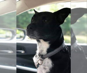 Kristoff - Male Labrador Retriever-Unknown Mix Dog for Adoption - Photo #2