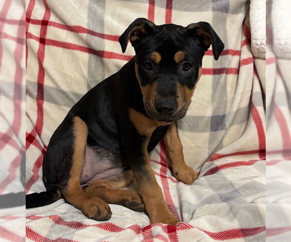 Medium Photo #9 Rottweiler-Unknown Mix Puppy For Sale in Canal Winchester, OH, USA