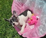 Small Photo #1 French Bulldog Puppy For Sale in SAINT AUGUSTINE, FL, USA