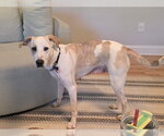 Small Photo #2 Mutt Puppy For Sale in Rockaway, NJ, USA