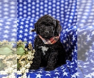 Aussiedoodle Miniature Puppy for sale in OXFORD, PA, USA