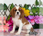 Image preview for Ad Listing. Nickname: Lucky