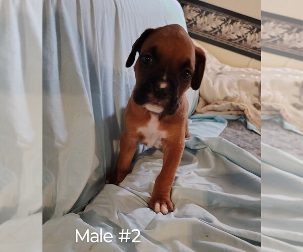 Medium Photo #2 Boxer Puppy For Sale in FOUNTAIN INN, SC, USA