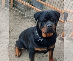 Small Photo #21 Rottweiler Puppy For Sale in WRAY, CO, USA