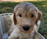 Small #1 Doodle-Goldendoodle Mix