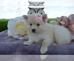 Small Photo #4 Pomsky Puppy For Sale in HONEY BROOK, PA, USA