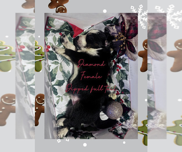 Medium Photo #13 Border-Aussie Puppy For Sale in ROY, UT, USA