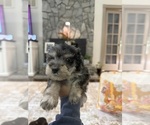 Small #3 Schnoodle (Miniature)