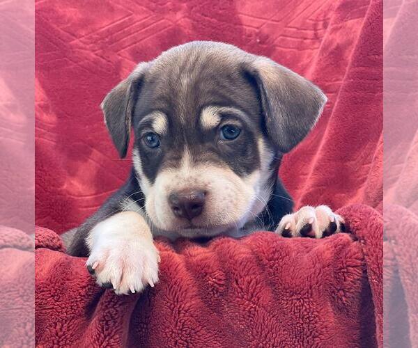 Medium Photo #1 Raggle Puppy For Sale in San Diego, CA, USA