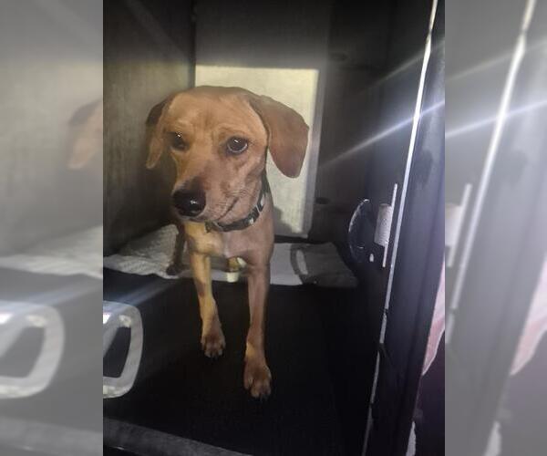 Medium Photo #1 Dachshund-Unknown Mix Puppy For Sale in San Antonio, TX, USA