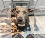 Small #43 American Staffordshire Terrier Mix