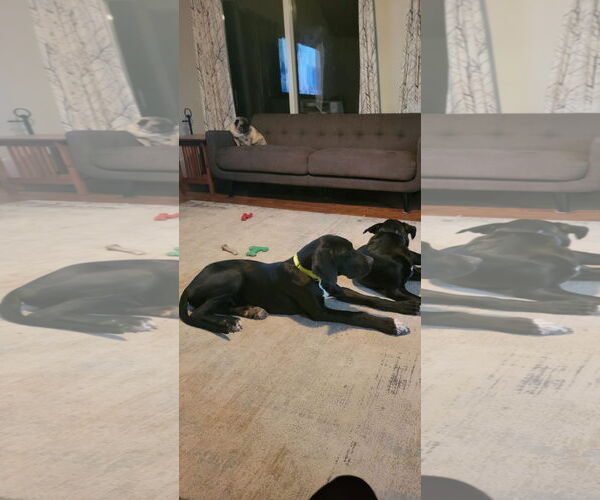 Medium Photo #3 Great Dane-Unknown Mix Puppy For Sale in New London, WI, USA