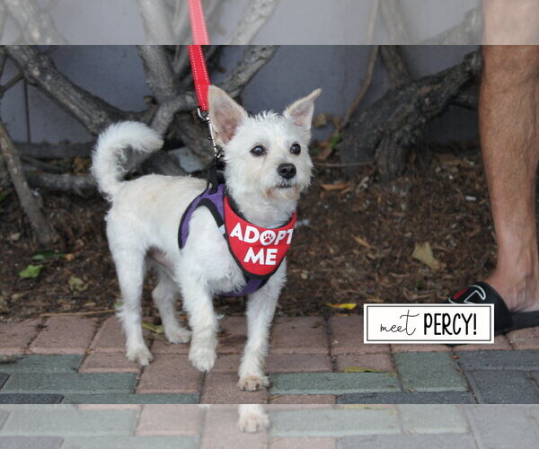 Medium Photo #5 Mutt Puppy For Sale in Mission Viejo, CA, USA