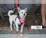 Small #4 Mutt