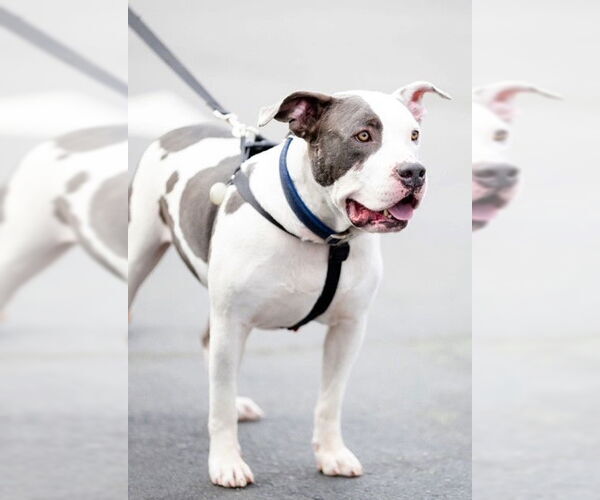 Medium Photo #12 Staffordshire Bull Terrier Puppy For Sale in Garner, NC, USA