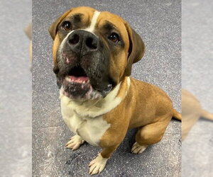 Saint Bernard-Unknown Mix Dogs for adoption in Anchorage, AK, USA