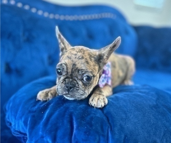Medium Photo #10 French Bulldog Puppy For Sale in HENDERSON, NV, USA