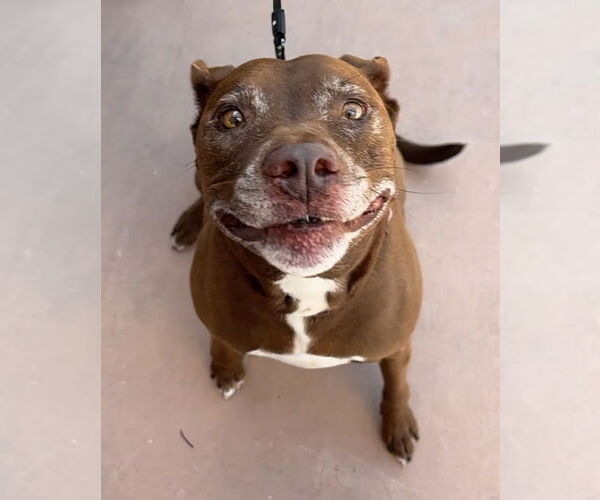 Medium Photo #42 American Staffordshire Terrier-Labrador Retriever Mix Puppy For Sale in Lake Forest, CA, USA