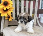 Small #1 Shih Tzu