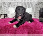 Small Photo #73 Golden Mountain Dog Puppy For Sale in BLACK FOREST, CO, USA