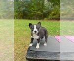 Puppy Nova Pomsky