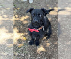 Cairn Terrier-Miniature Schnauzer Mix Dogs for adoption in Phoenix, AZ, USA