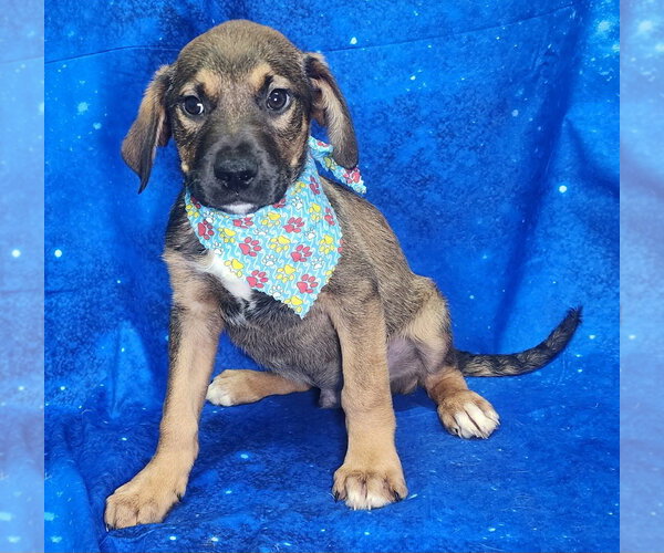 Medium Photo #2 Labrador Retriever-Unknown Mix Puppy For Sale in Wetumpka, AL, USA