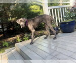 Small #6 Mastiff Mix